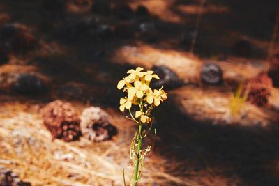 Close-up of wilted flower on field