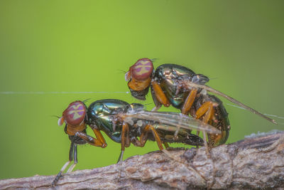 Close-up of fly on rock
