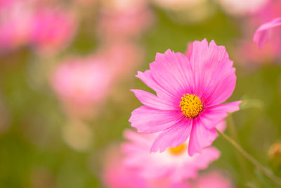 Close-up of pink cosmos flower