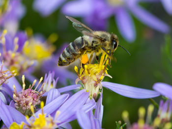 Close-up of bee on purple flower