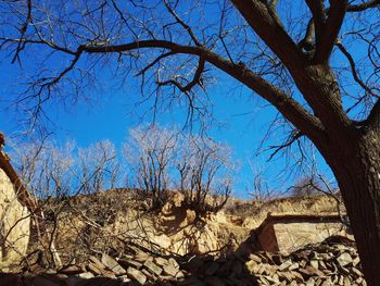 Low angle view of trees against blue sky