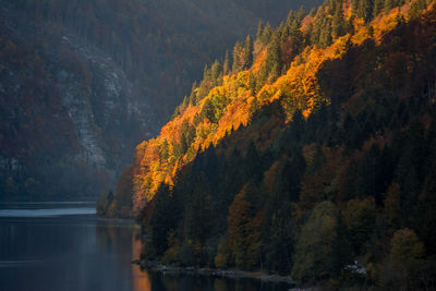 Scenic view of lake in forest during autumn