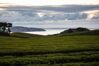 Scenic view of agricultural field against sky