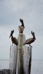 Pelicans perching on wooden posts