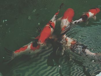 High angle view of koi carps swimming in pond