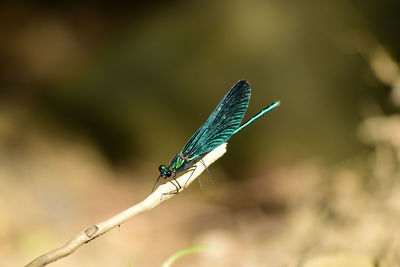 Close-up of insect on twig, dragon-fly, anisoptera, odonata, twig, 