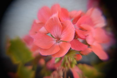 Close-up of pink flowers blooming outdoors