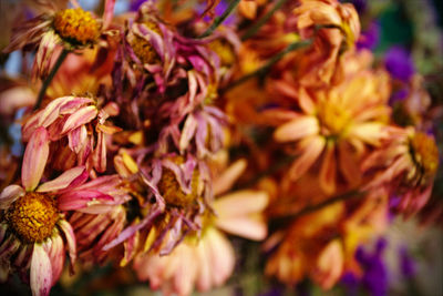 Close-up of flowers blooming outdoors