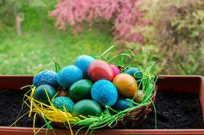 Close-up of multi colored eggs