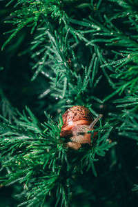 High angle view of insect on pine tree