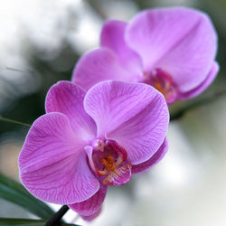 Close-up of pink orchid flower