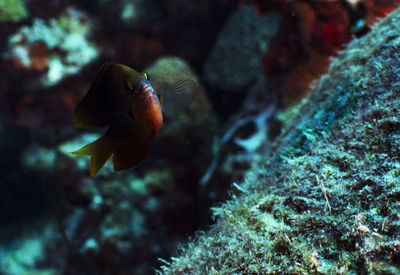 Fish swimming in sea