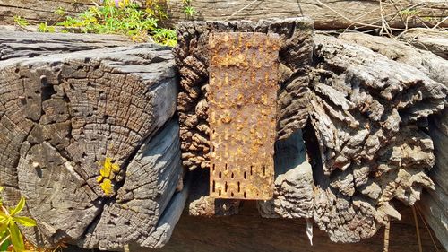 Close-up of wooden log