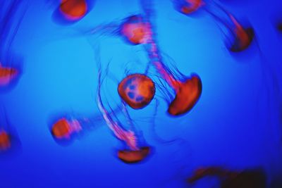 Close-up of jellyfish in sea