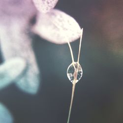 Close-up of plant against blurred background