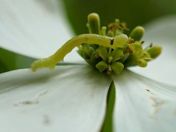 Close-up of white flowers