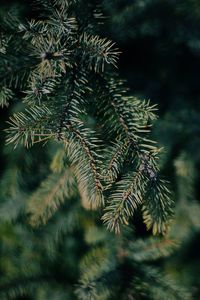 Close-up of pine tree branch