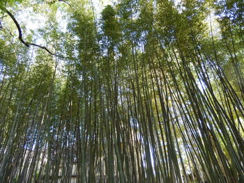 Low angle view of bamboo trees