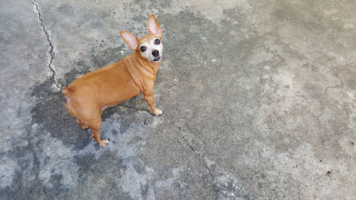 High angle portrait of dog