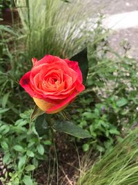 Close-up of red rose