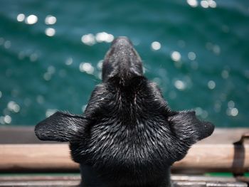 Close-up of dog over sea