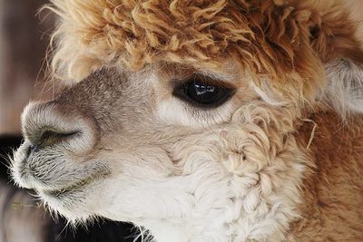 Close-up portrait of a horse