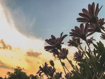 Low angle view of flowering plants against sky during sunset