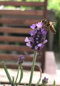 Close-up of bee pollinating on purple flower