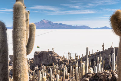 Cacti growing on rocks against snow covered landscape