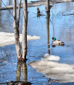 View of ducks swimming in lake