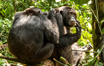 Close-up of an animal in forest