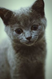 Close-up portrait of a cat