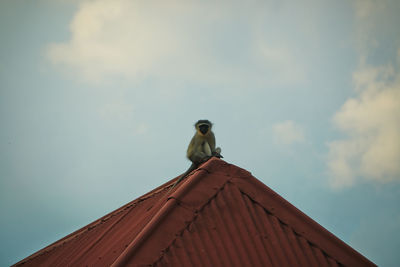 Low angle view of monkey perching on roof against sky
