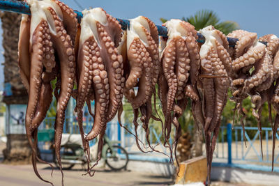 Fresh octopus hanging to dry in the sun, traditional mediterranean way to cook octopuses, octopoda