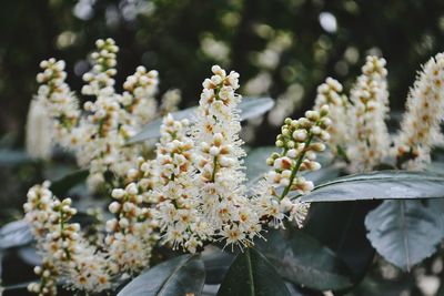 Close-up of flowers