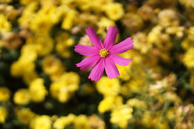 Close-up of pink flowering plant