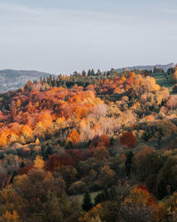 Scenic view of autumn trees against sky
