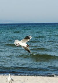 Bird flying over sea against sky