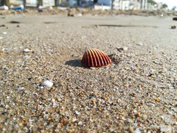 Close-up of shell on beach