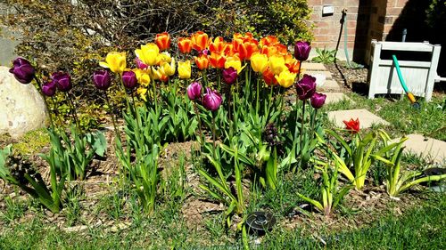 Close-up of flowers blooming in garden