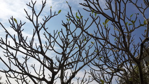 Low angle view of tree against sky