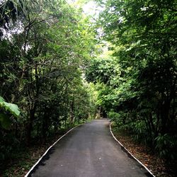 Road passing through trees