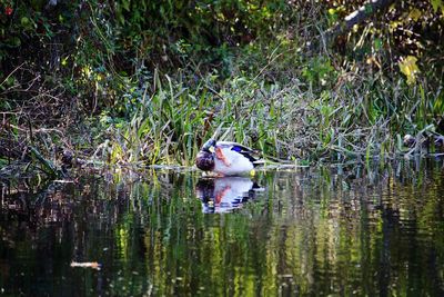 Duck swimming in lake