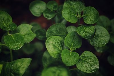 Close-up of green leaves