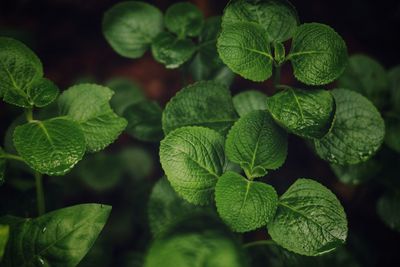 Indian borage or mexican mint herbal medicinal plant