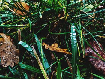 Close-up of green plants in water