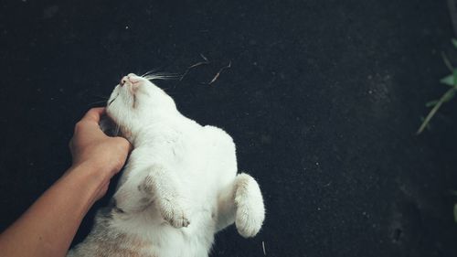 Midsection of person holding white cat