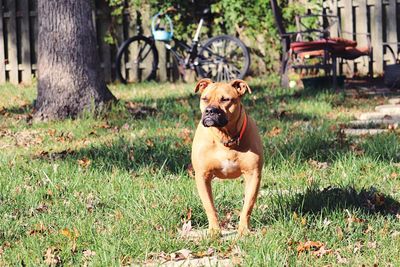 Portrait of dog on grass