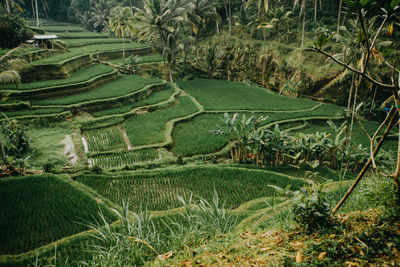 Scenic view of agricultural field