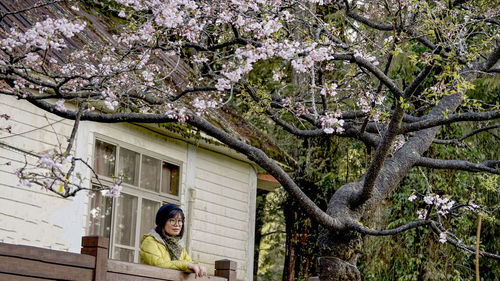 Low angle view of cherry tree by building